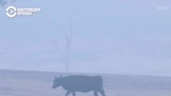 Австралия горит: погибли уже 25 человек и тысячи животных